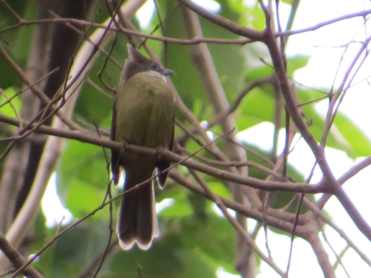 Puff-throated Bulbul - ML448959201