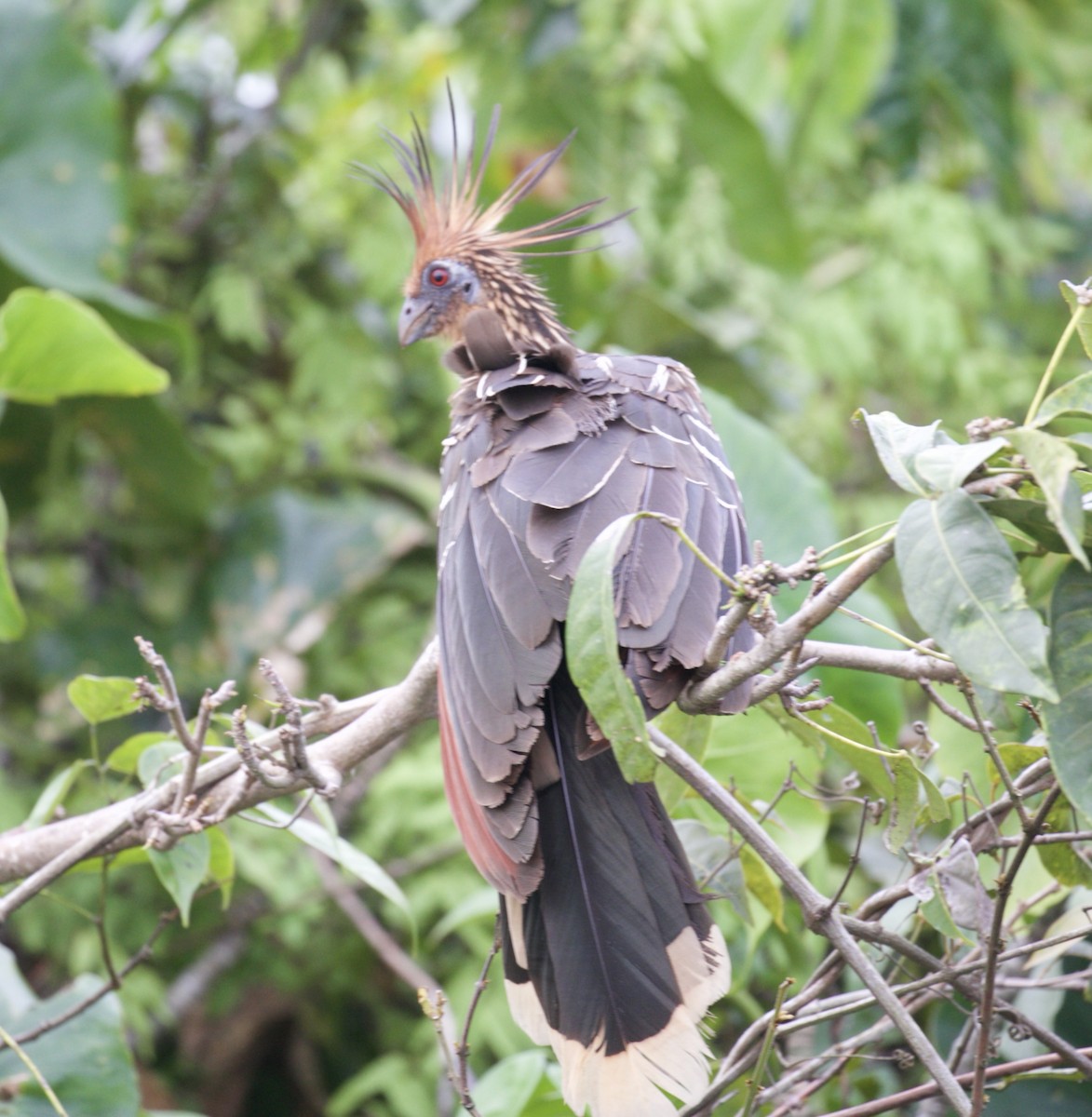 Hoatzin - ML448959361