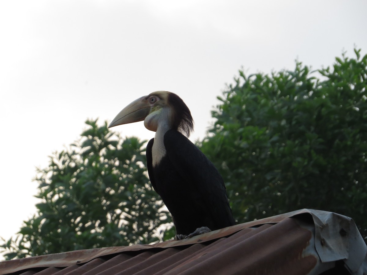 Wreathed Hornbill - ML448959701