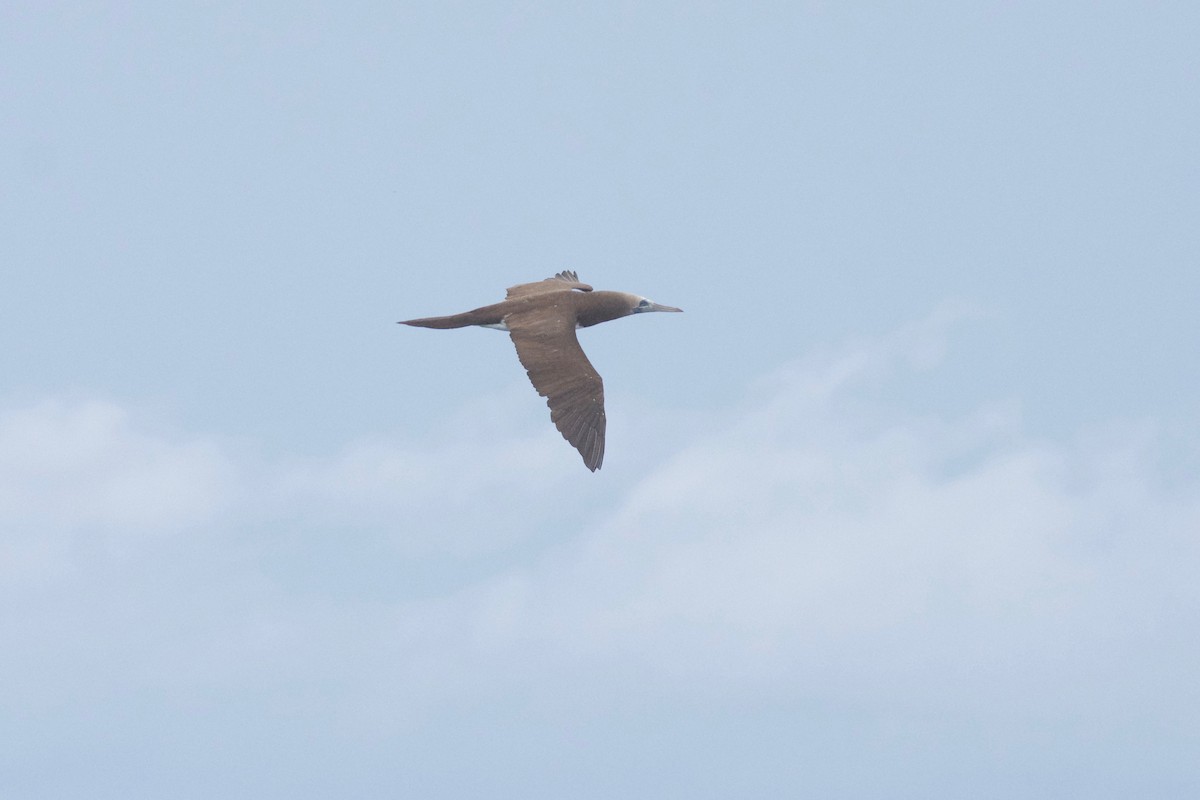 Brown Booby (Colombian) - Jan Cubilla