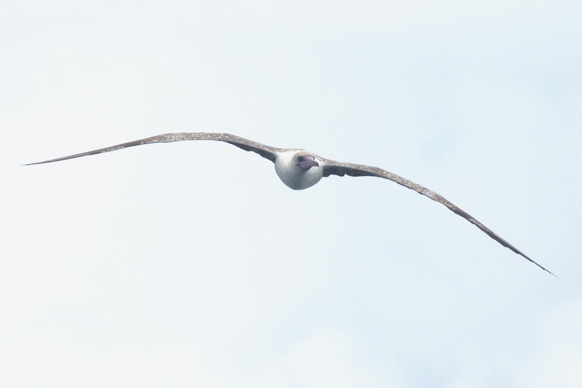 Red-footed Booby - ML448960091