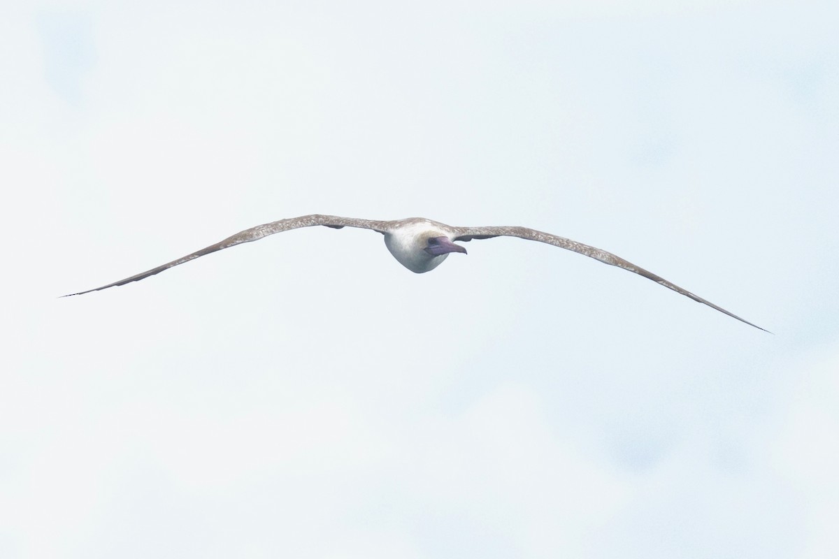 Red-footed Booby - ML448960111