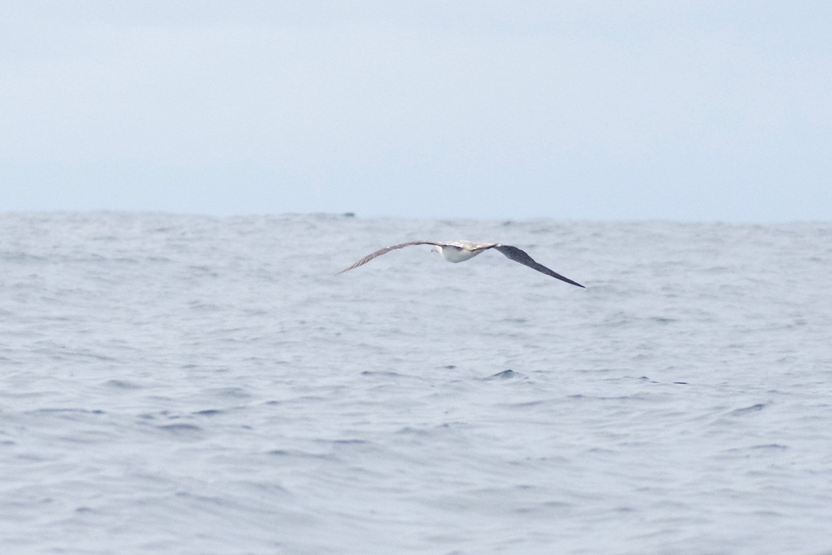 Red-footed Booby - ML448960181