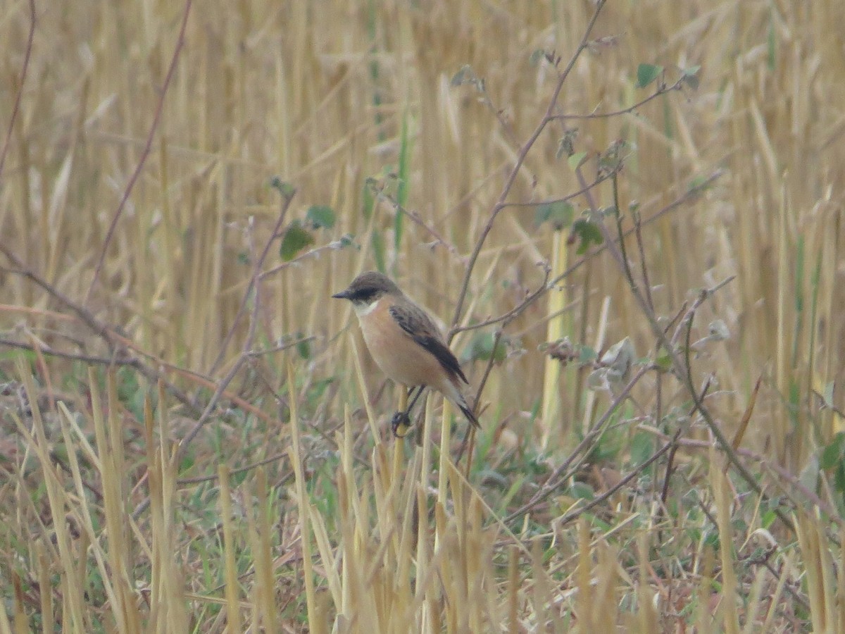 Amur Stonechat - ML448960501