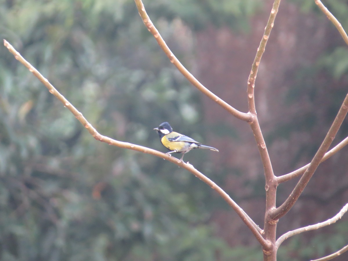 Green-backed Tit - ML448961371