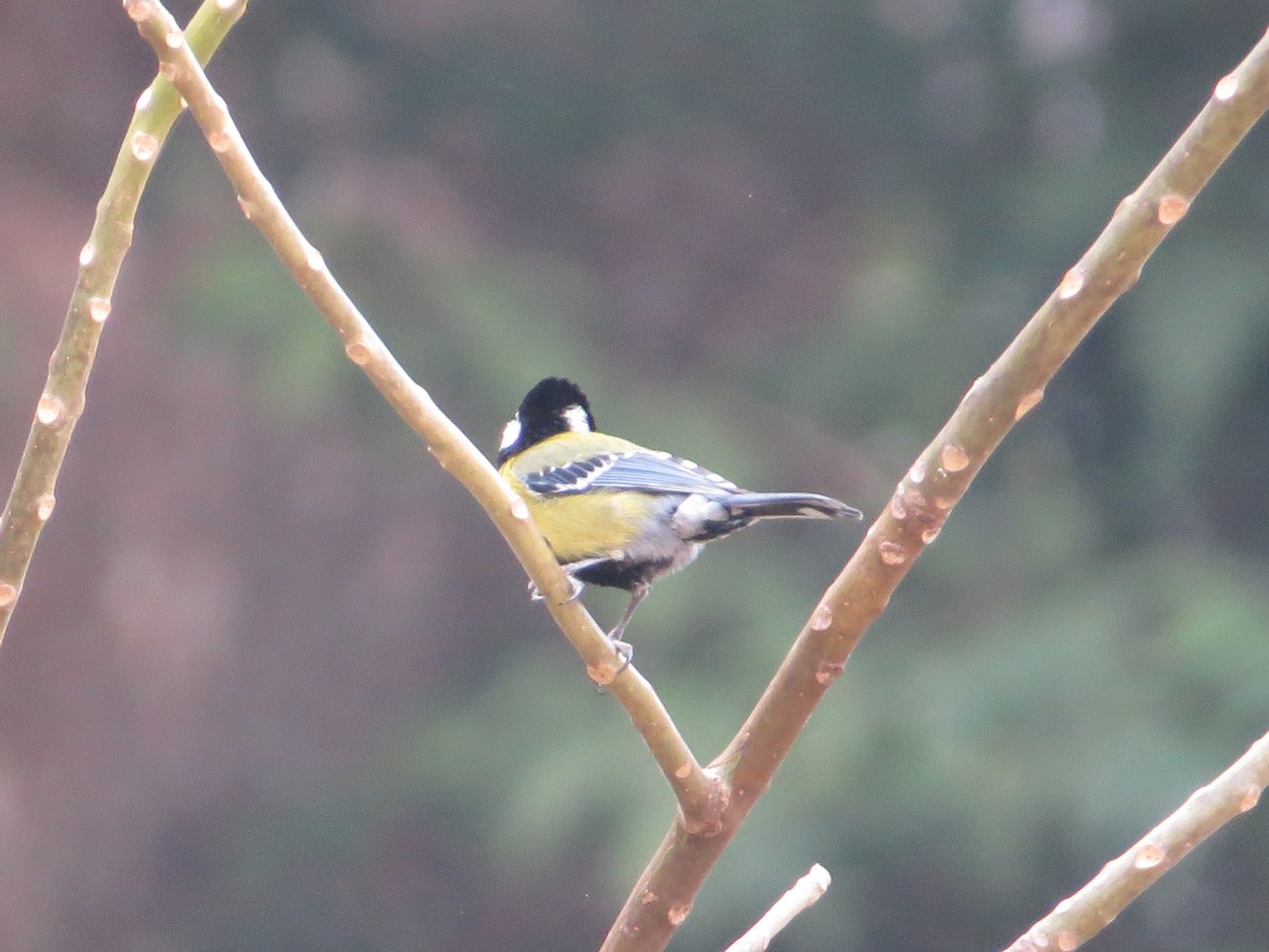 Green-backed Tit - ML448961531