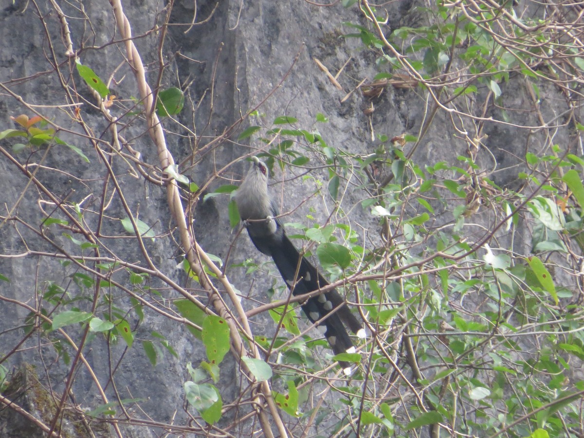 Green-billed Malkoha - ML448962071