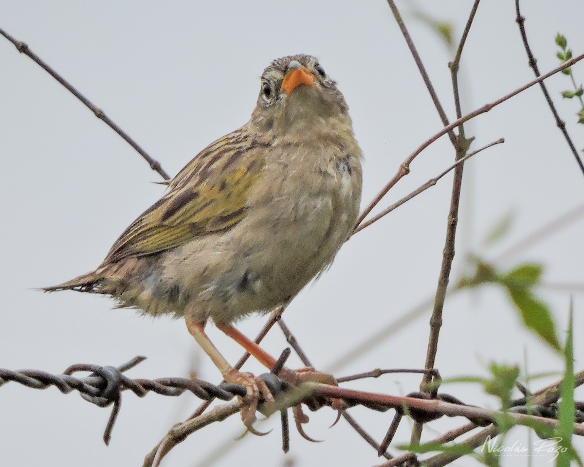 Wedge-tailed Grass-Finch - Nicolás Rozo