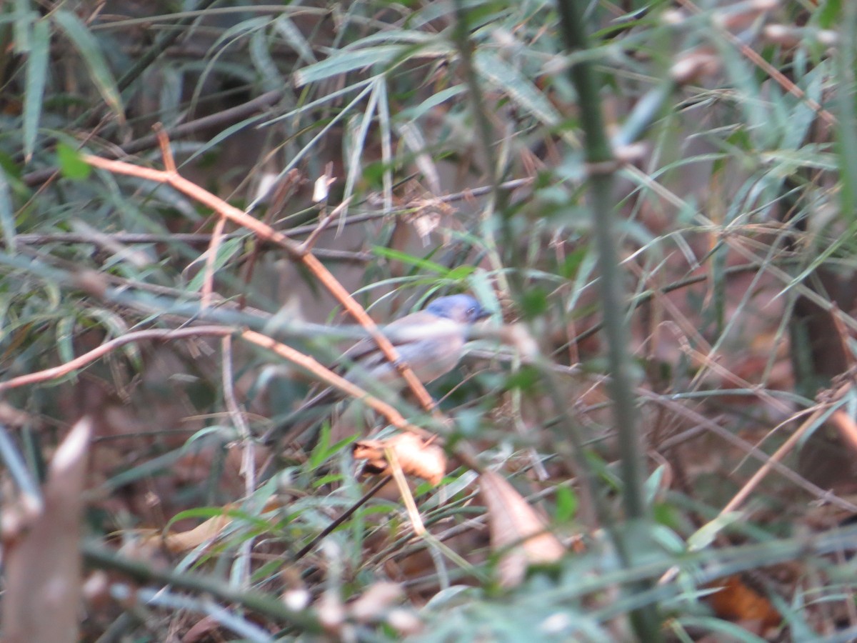 Black-naped Monarch - ML448962431