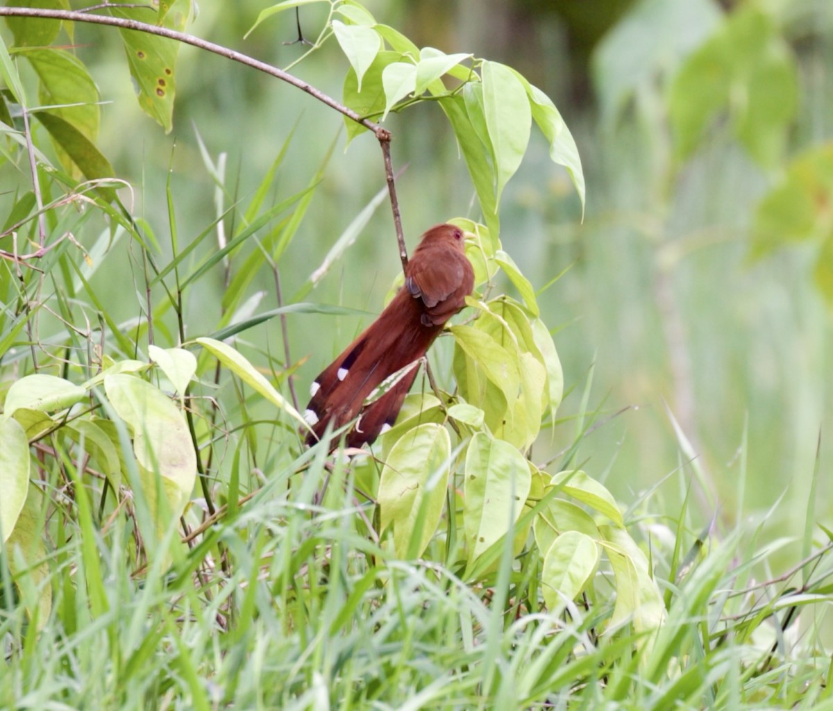 Little Cuckoo - ML448962931