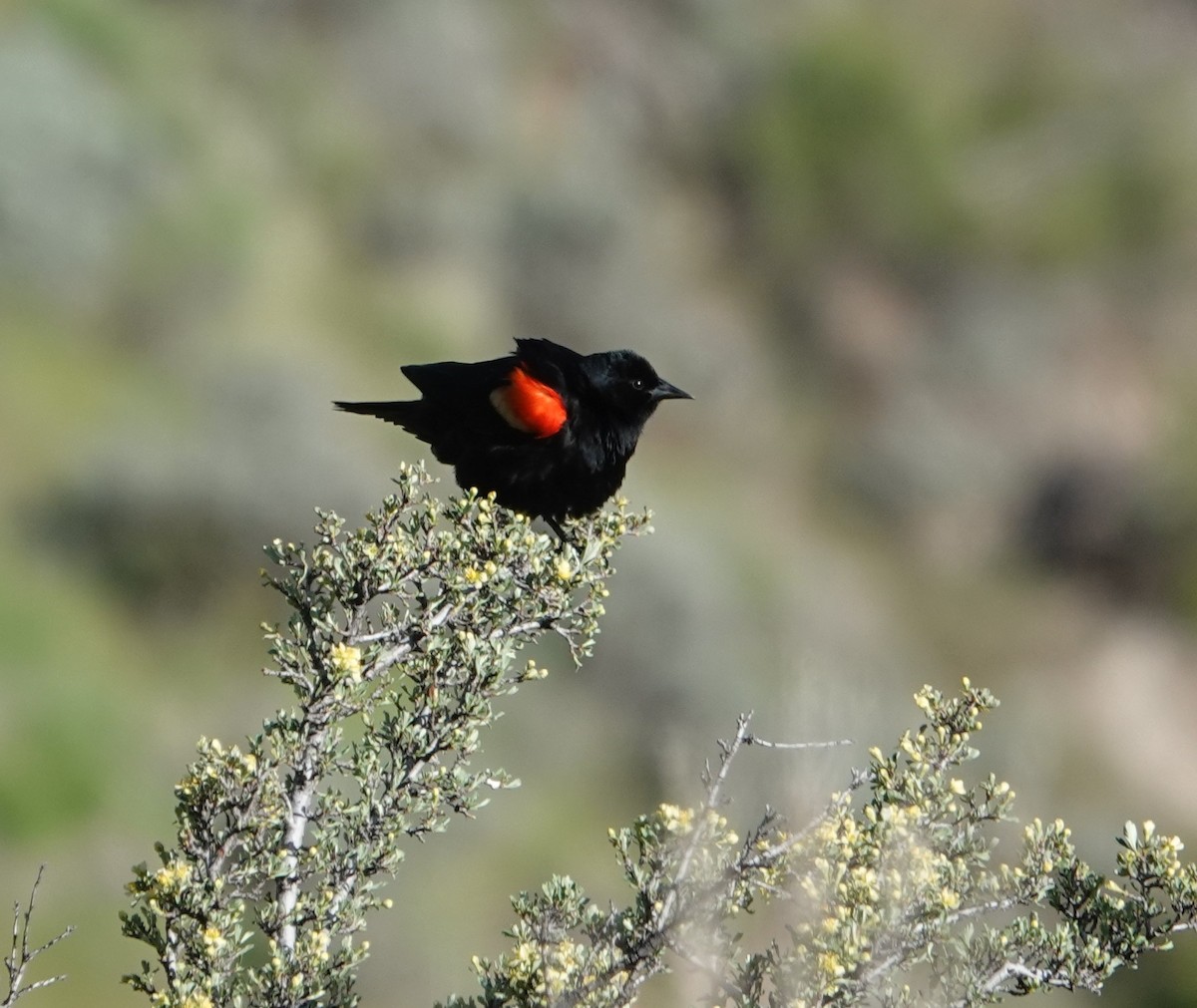 Red-winged Blackbird - Danette Henderson