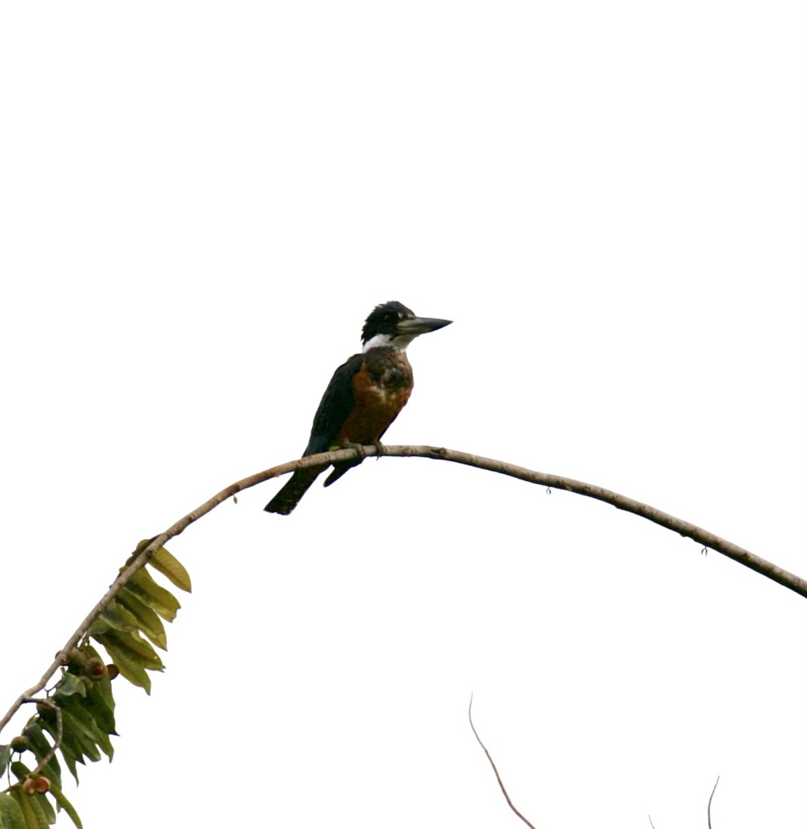 Ringed Kingfisher - ML448963201