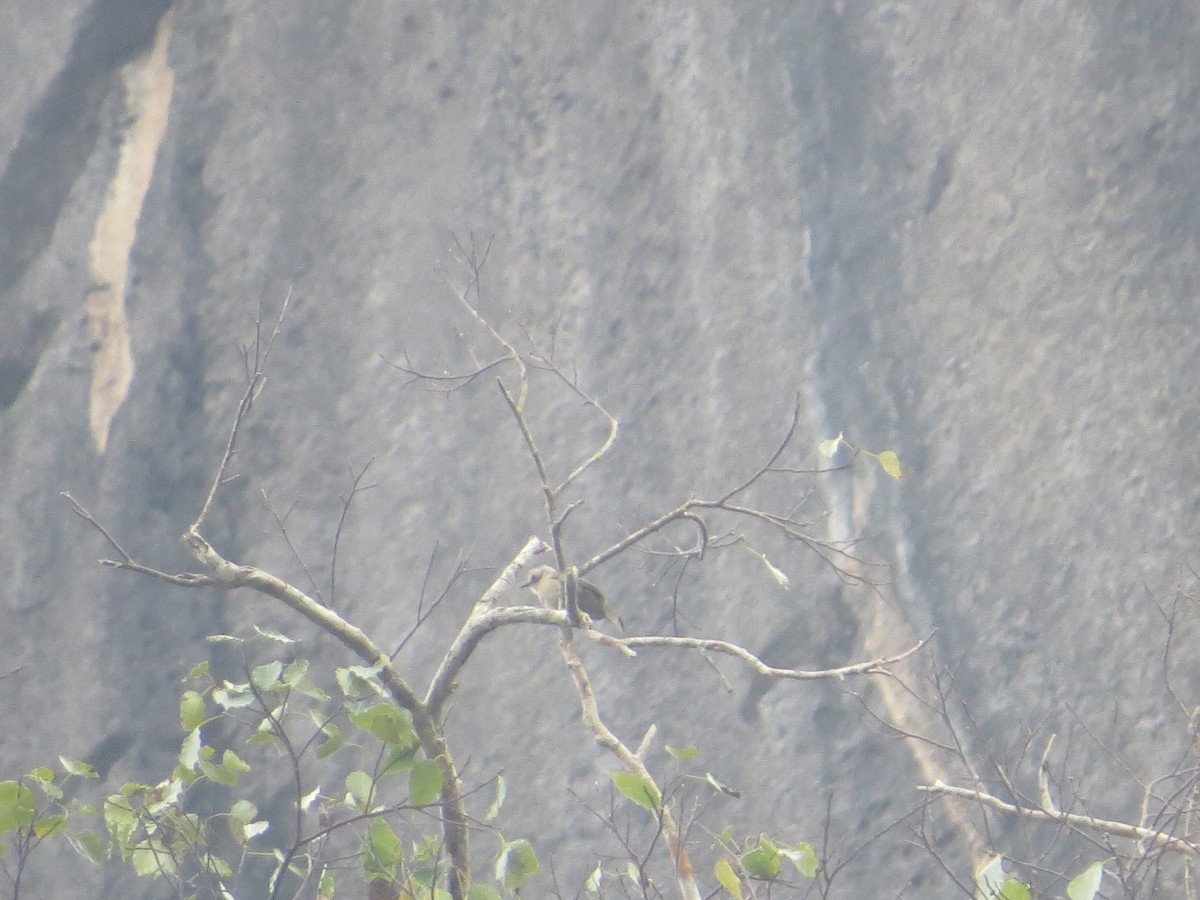 Bare-faced Bulbul - ML448963301