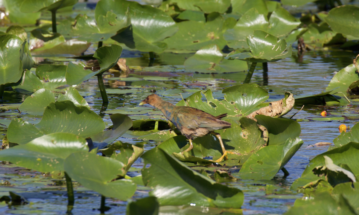 Purple Gallinule - Nick Dorian