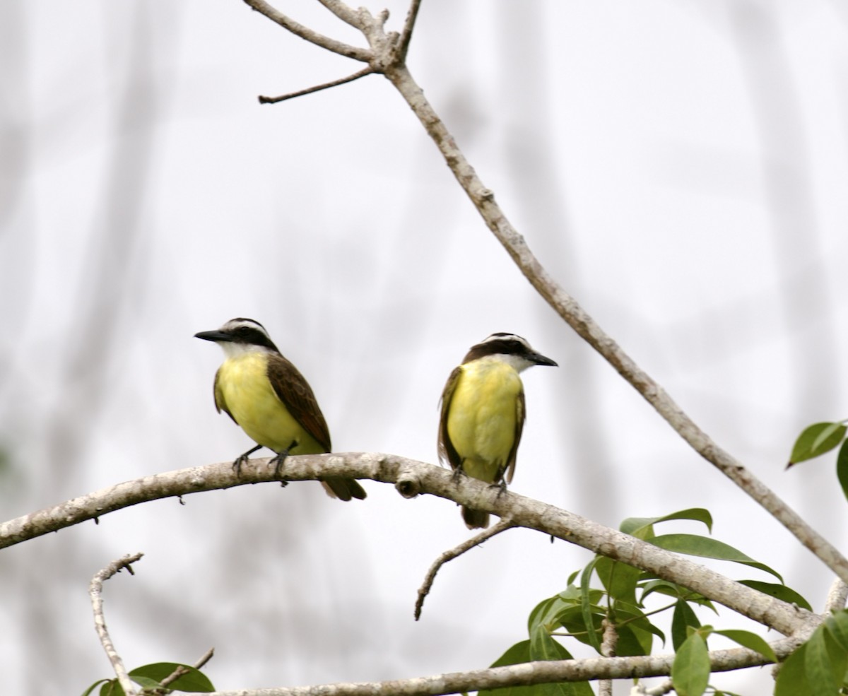 Great Kiskadee - ML448964001