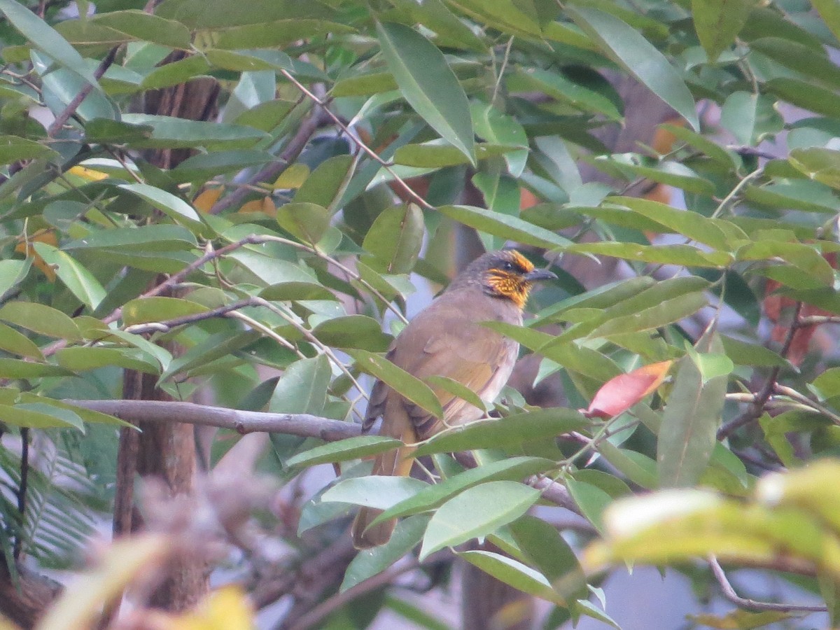 Stripe-throated Bulbul - ML448964331