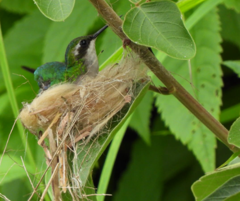 Red-billed Emerald - Nicolás Rozo