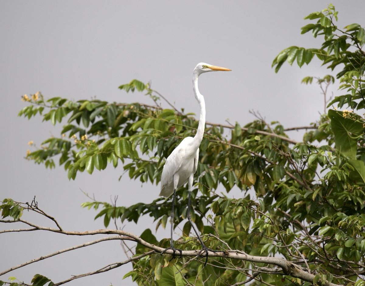 Great Egret - Bonnie de Grood