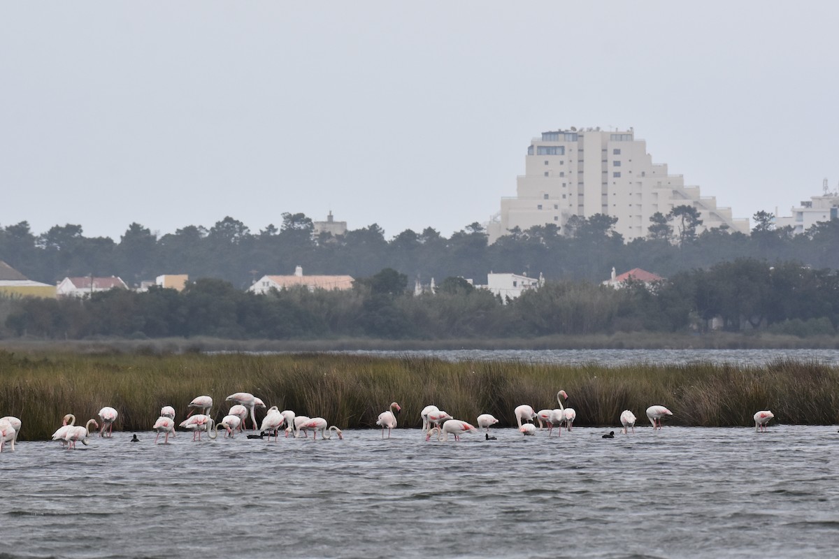 Greater Flamingo - Jose Paulo Monteiro