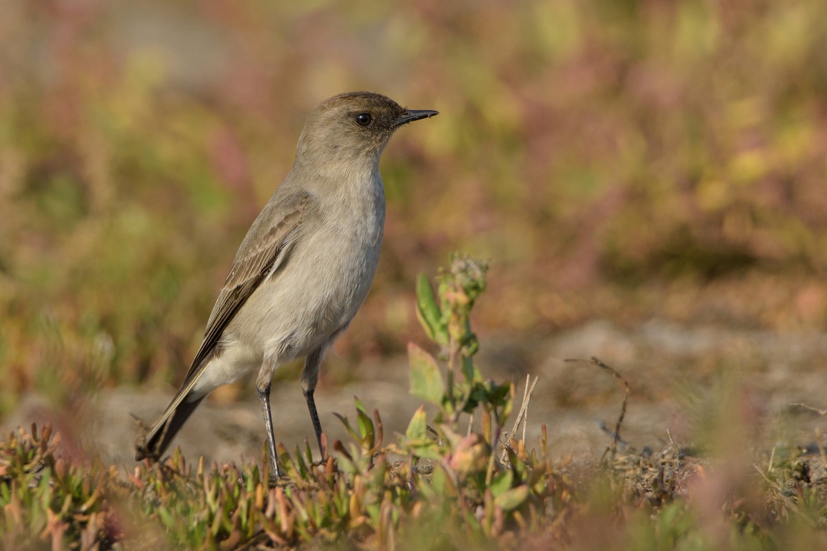 Dark-faced Ground-Tyrant - ML448966941