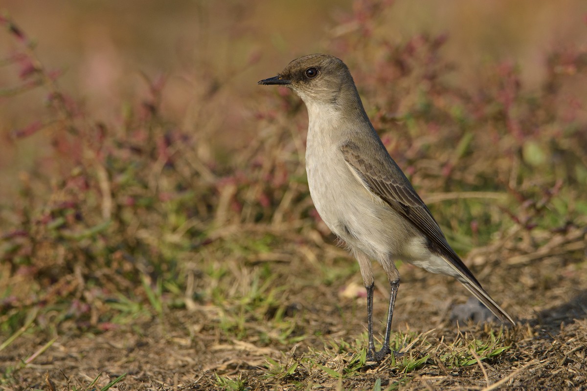 Dark-faced Ground-Tyrant - ML448966971