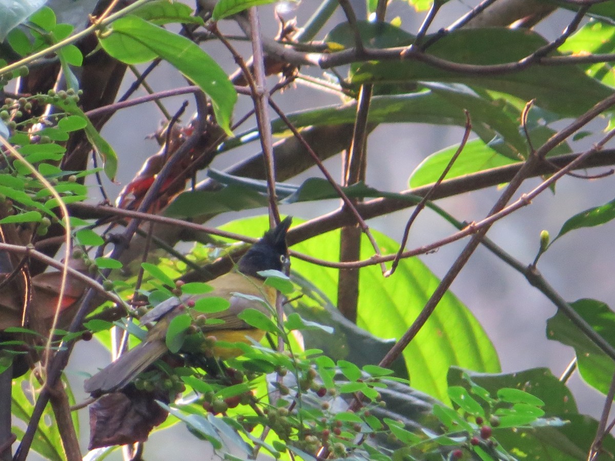 Black-crested Bulbul - ML448967361