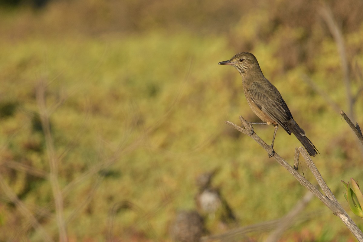 Great Shrike-Tyrant - ML448967421