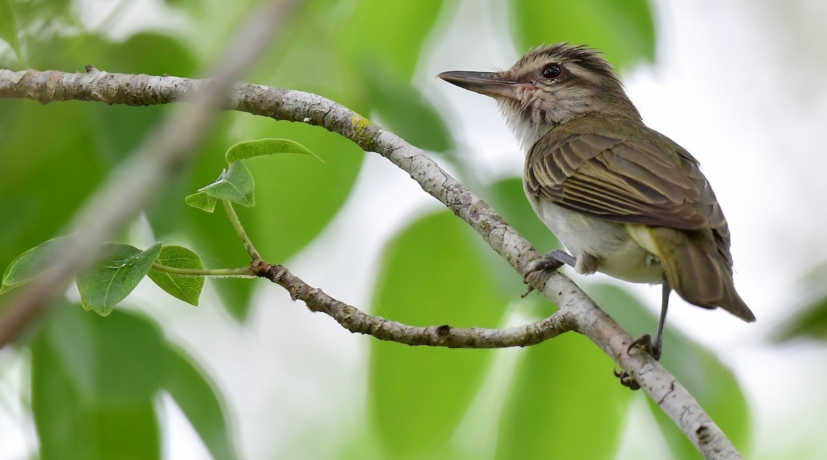 Vireo Bigotudo - ML448968131