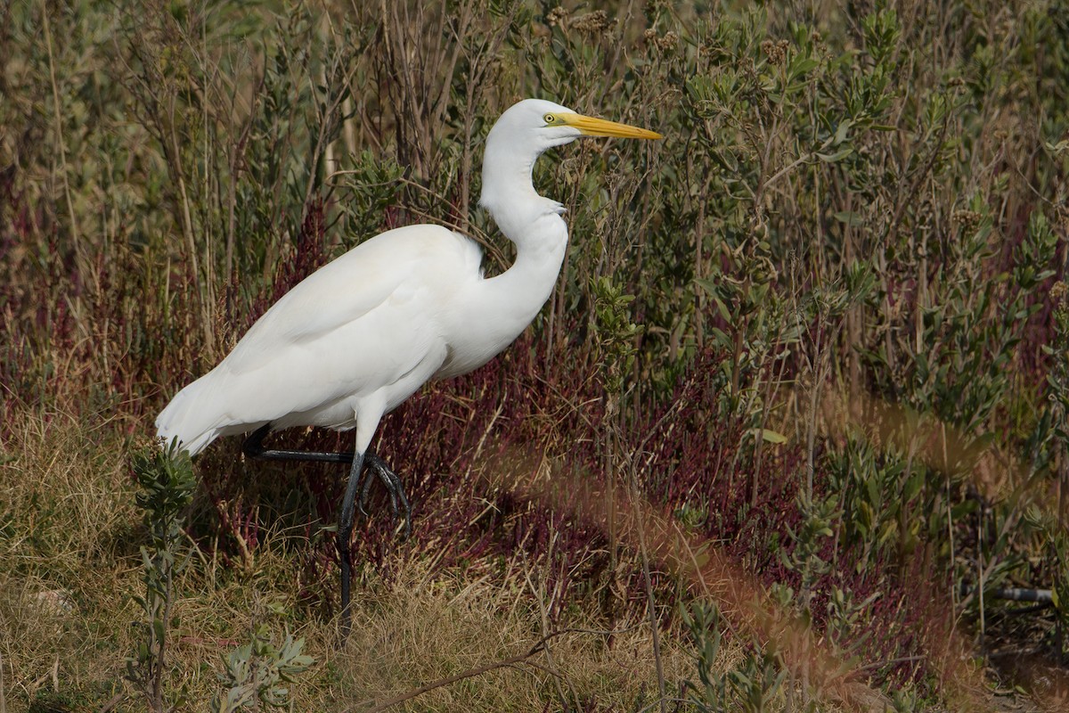 大白鷺 - ML448968151