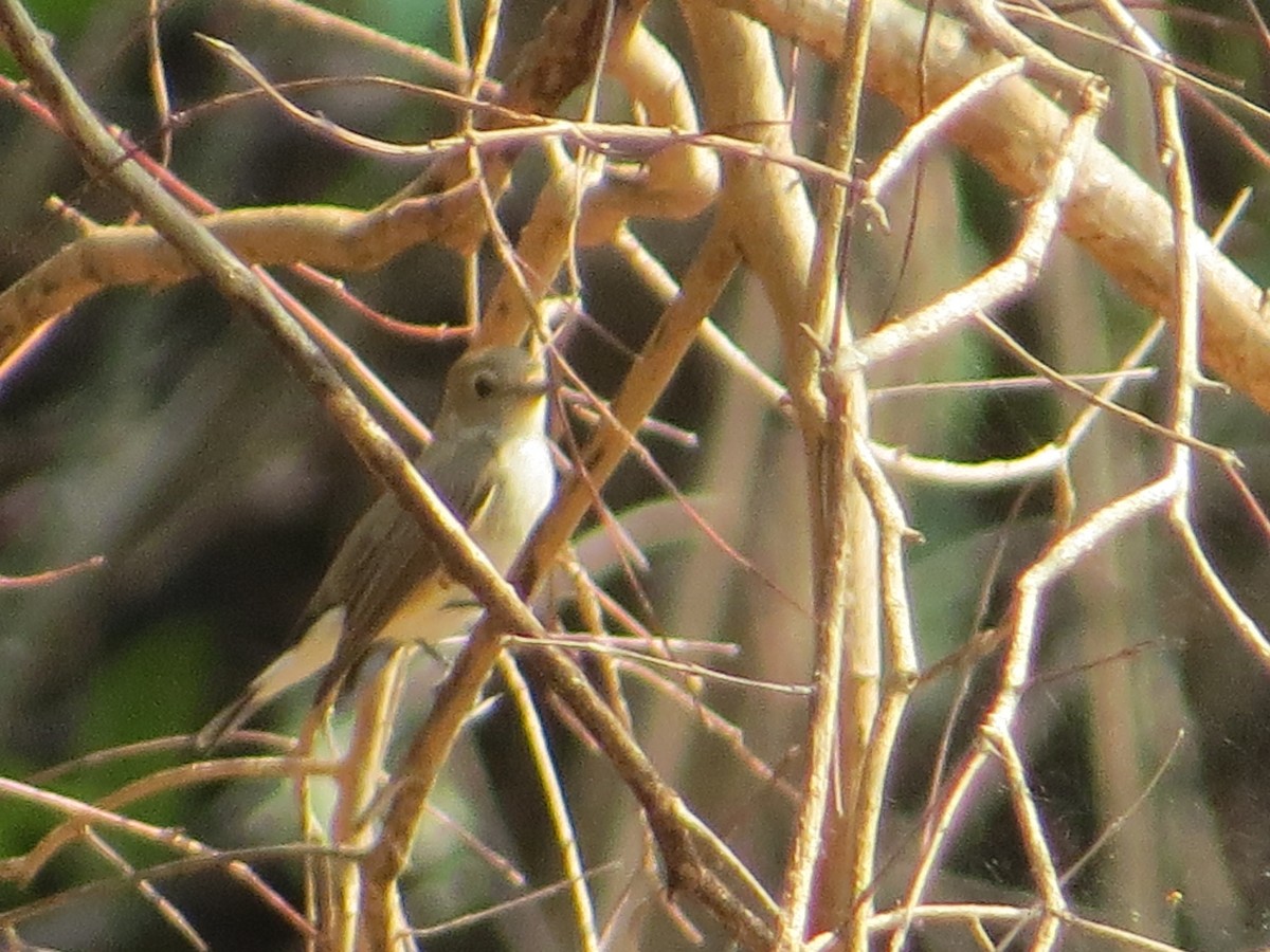 Taiga Flycatcher - ML448968361