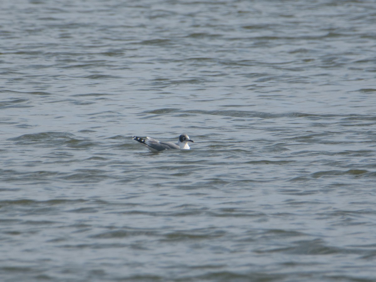 弗氏鷗 - ML448968491