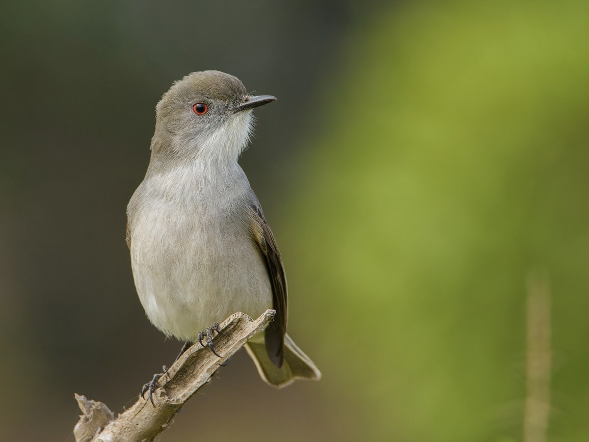 Fire-eyed Diucon - ML448968641