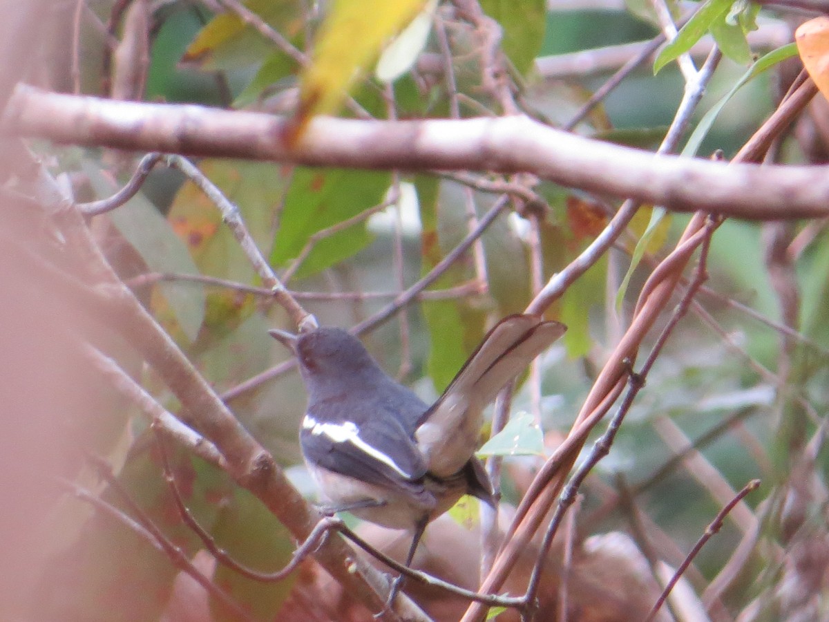 Oriental Magpie-Robin - ML448969051