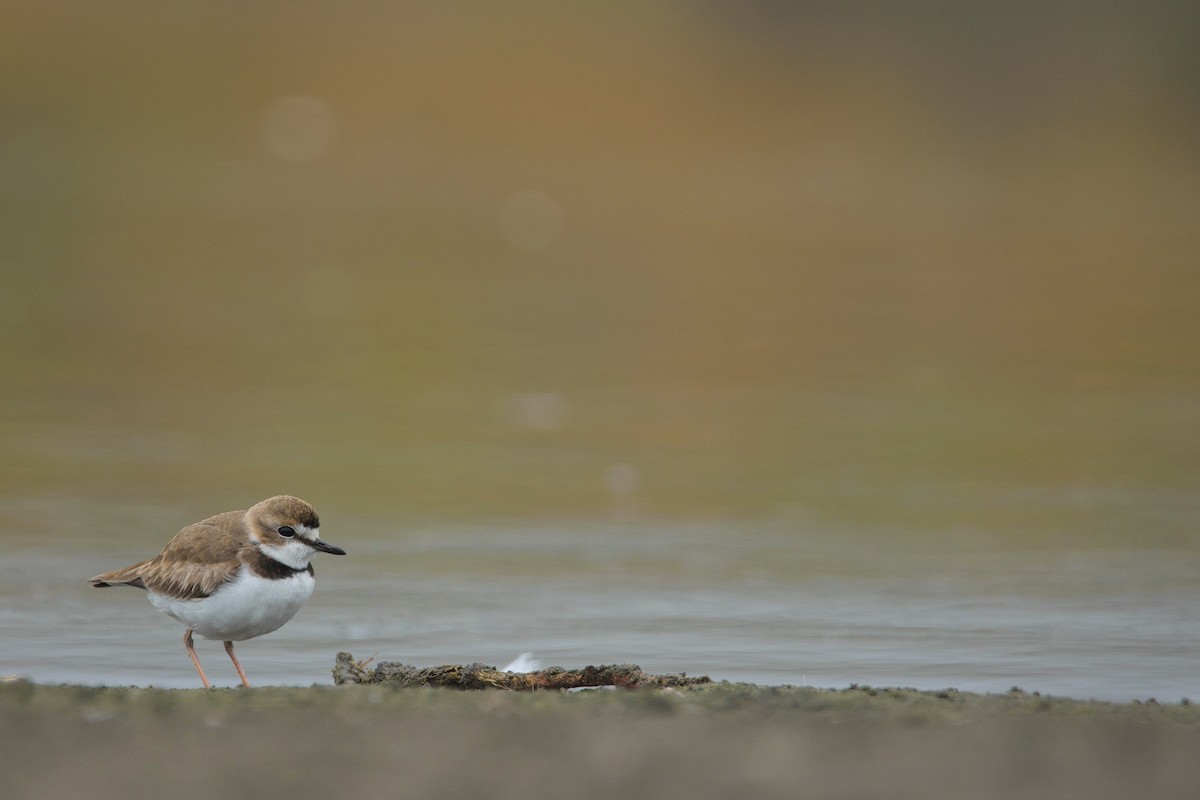 Collared Plover - ML448969231
