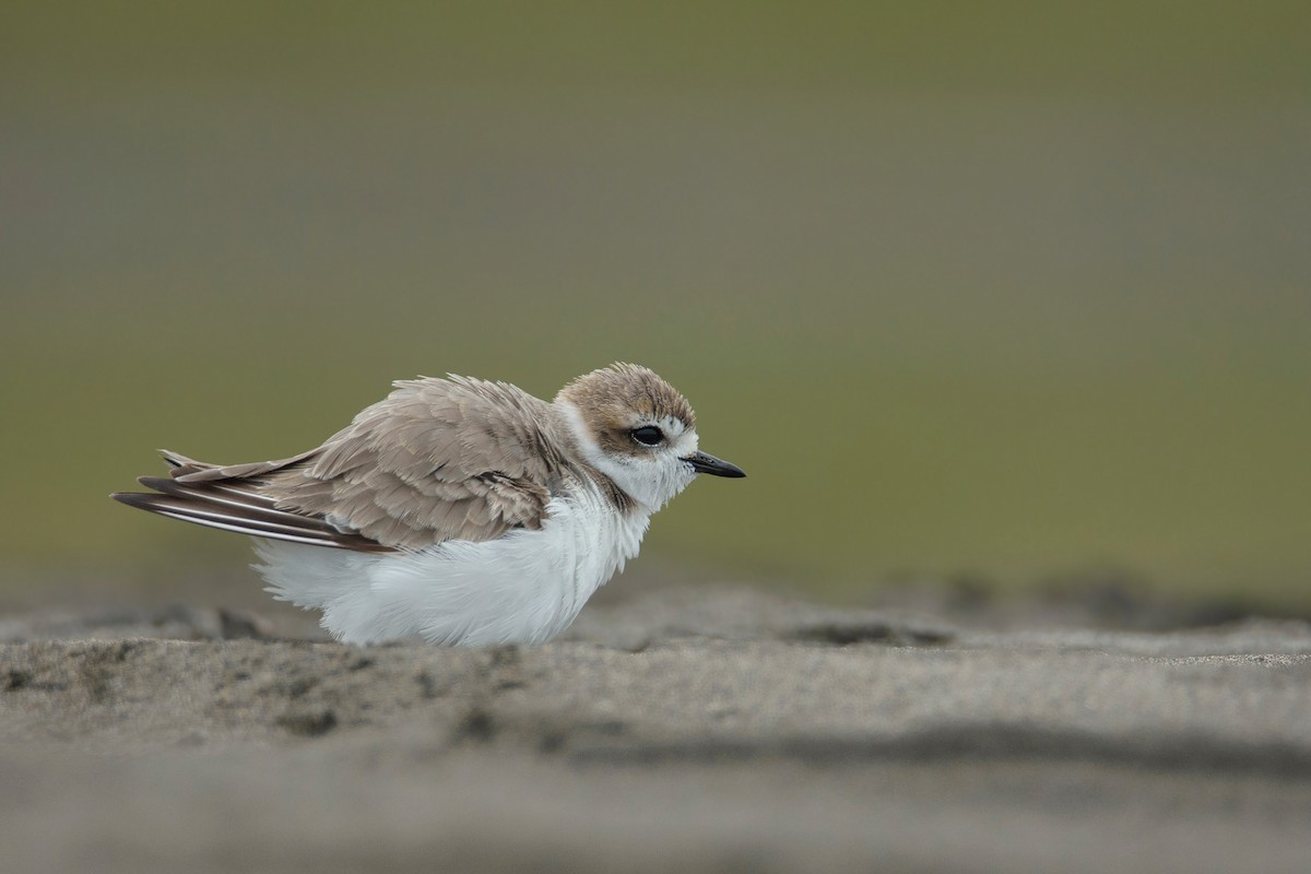 Snowy Plover - ML448969241