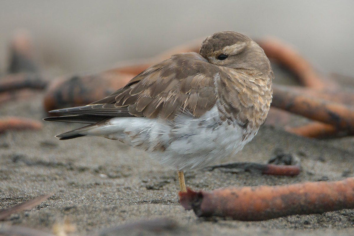 Rufous-chested Dotterel - ML448969361