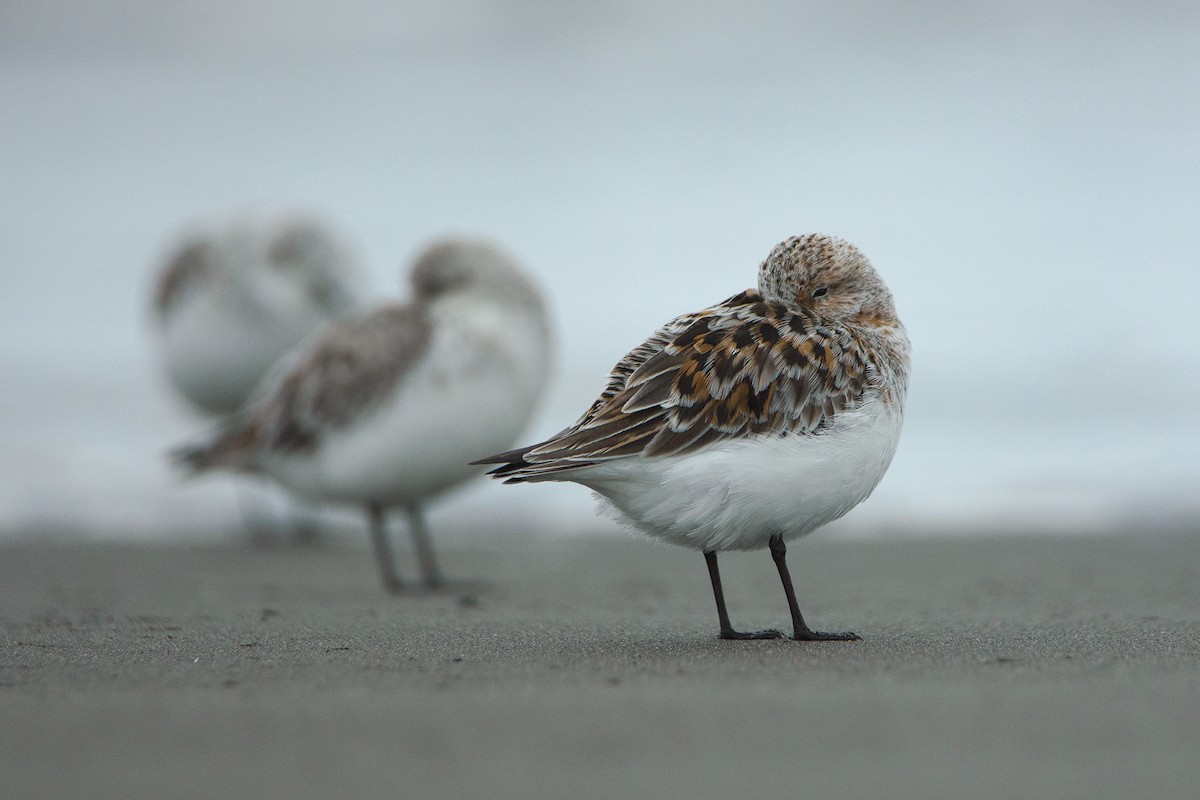 三趾濱鷸 - ML448969421