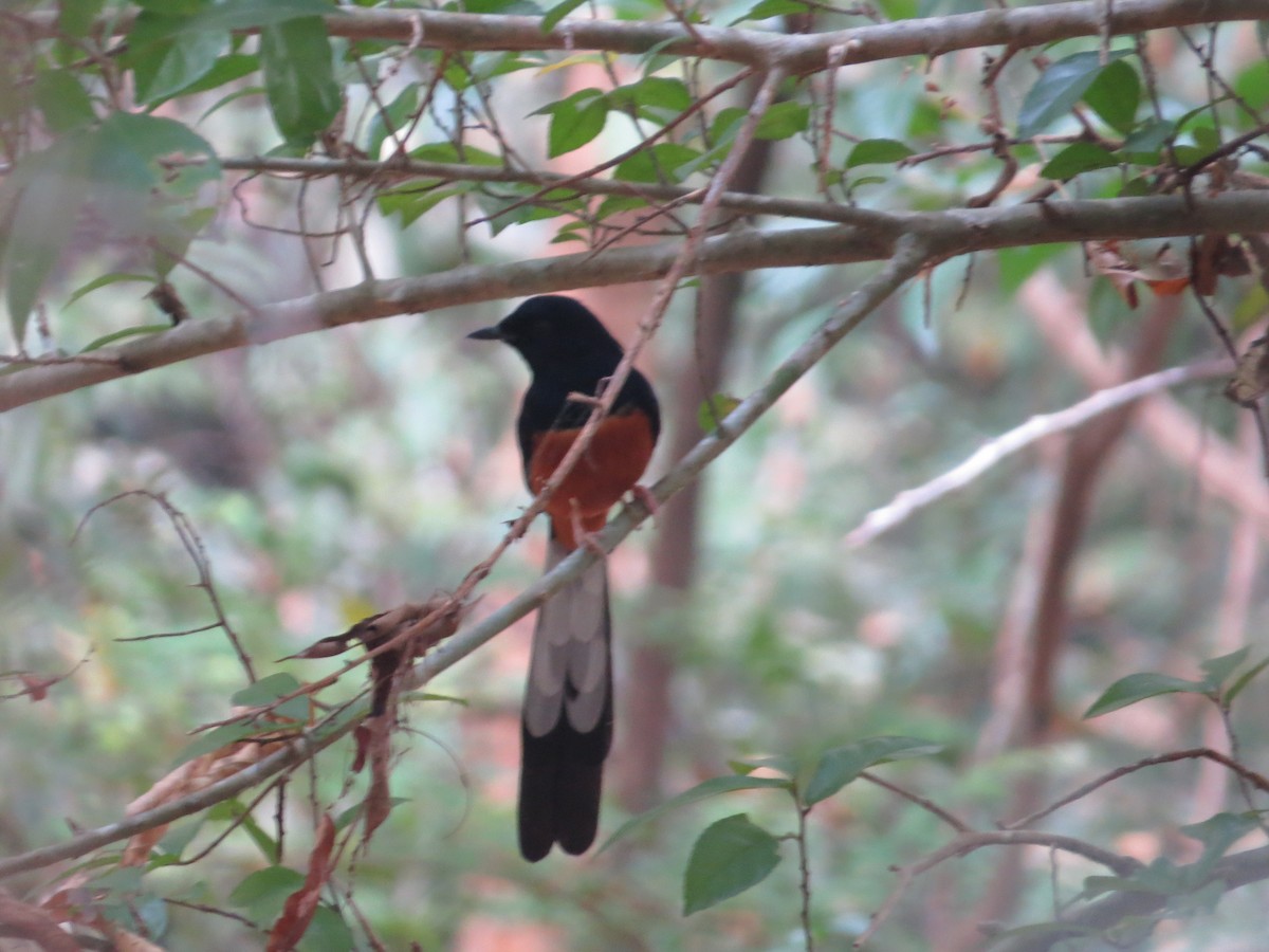 White-rumped Shama - ML448969681