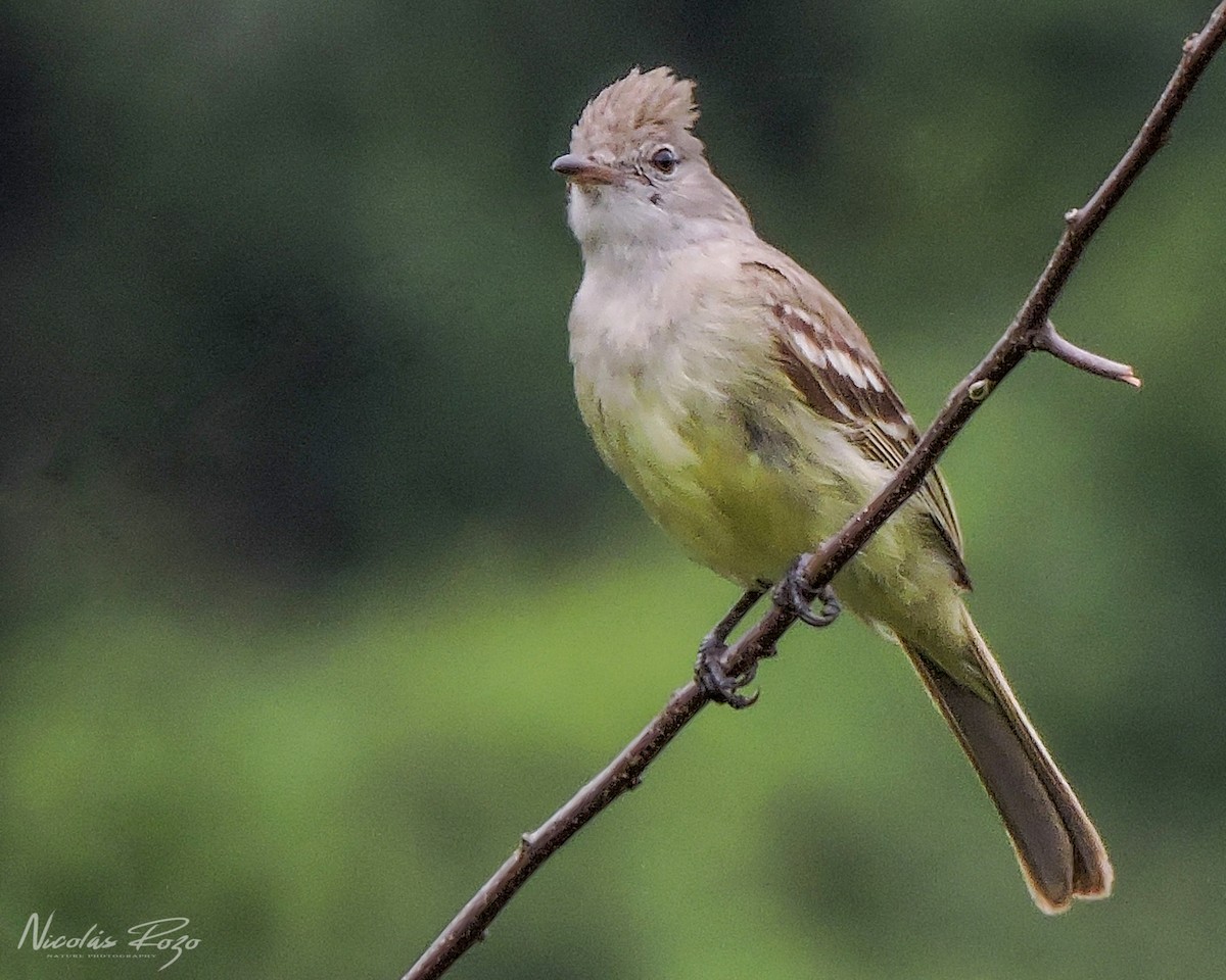 Yellow-bellied Elaenia - Nicolás Rozo