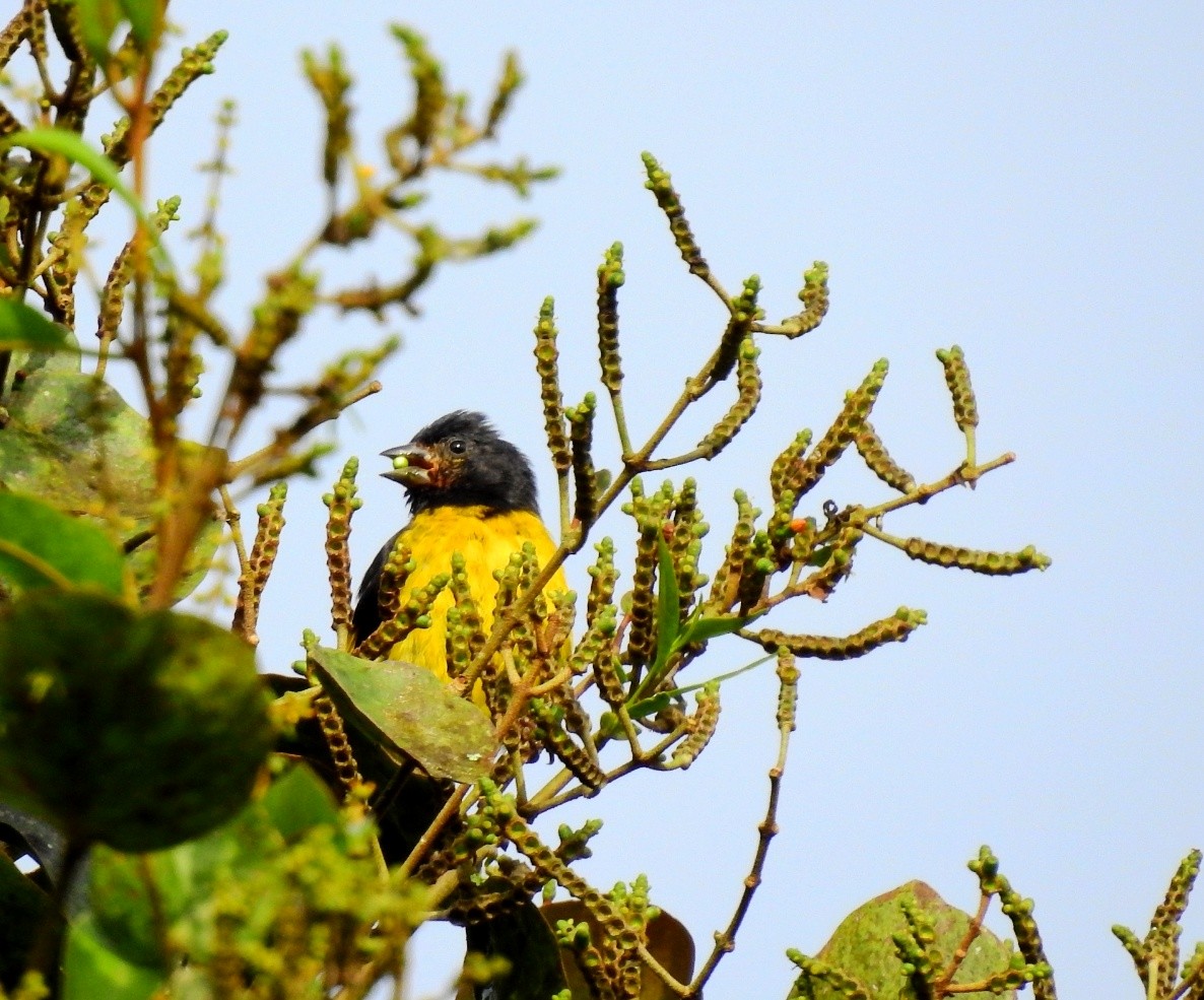 Yellow-bellied Siskin - Andres Mauricio Henao Quintero