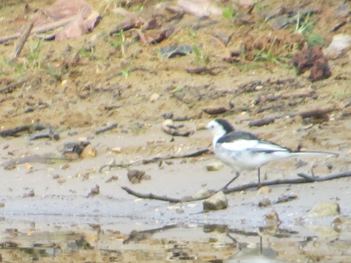 White Wagtail - ML448970171