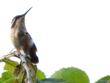 White-bellied Woodstar - Nicolás Rozo