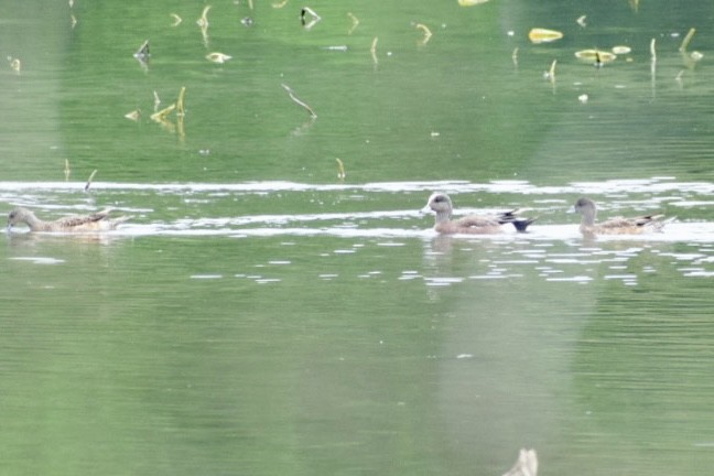 American Wigeon - ML448970521