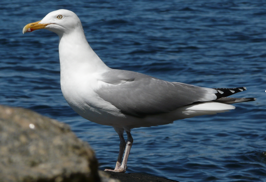 Herring Gull - ML448971031