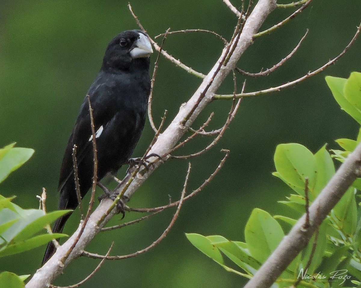 Large-billed Seed-Finch - Nicolás Rozo