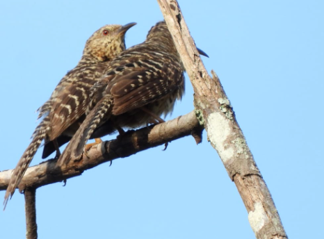 střízlík proužkovaný - ML448971491