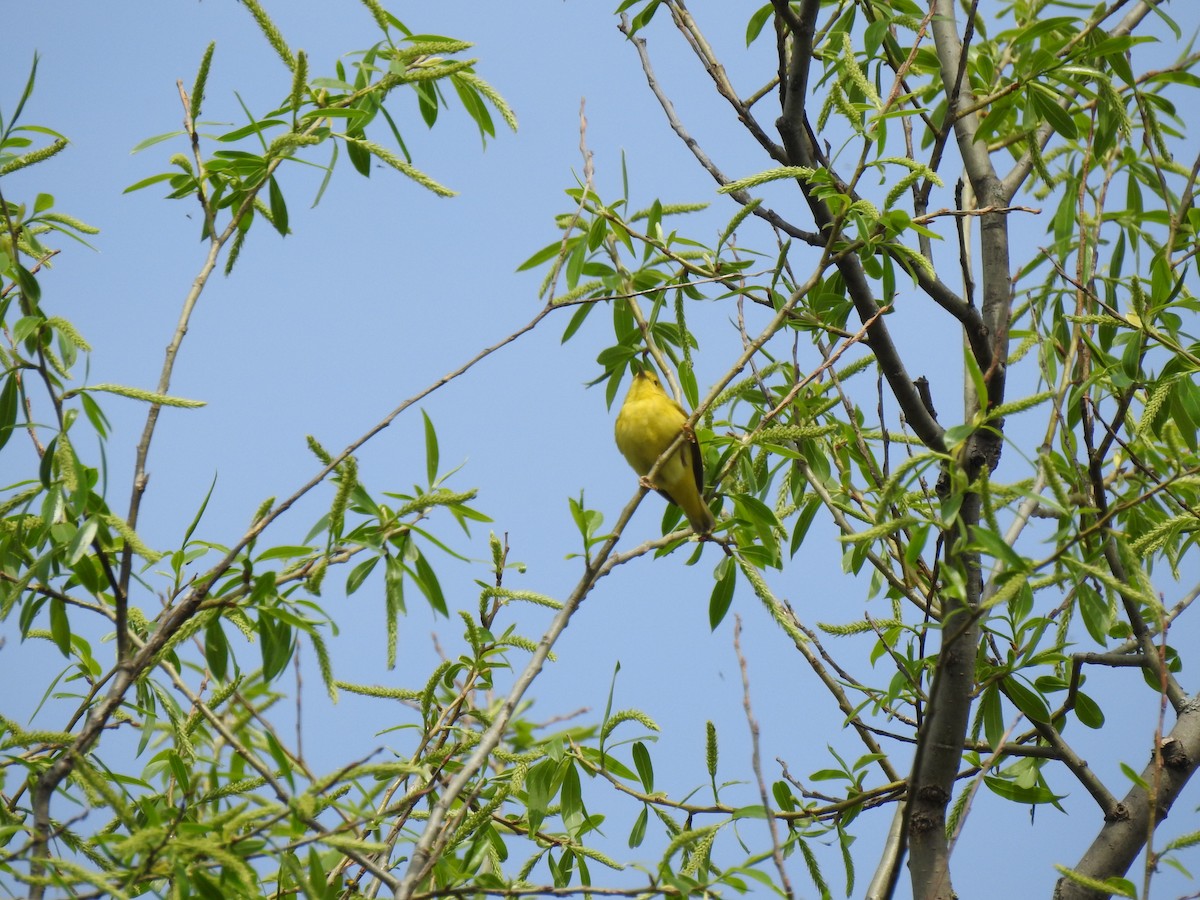 Paruline jaune - ML448971621