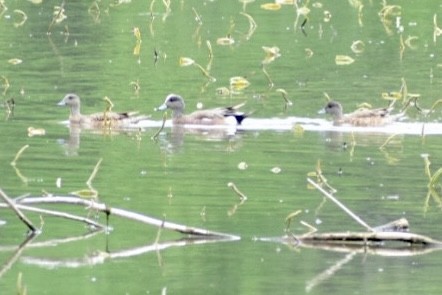 American Wigeon - ML448971801