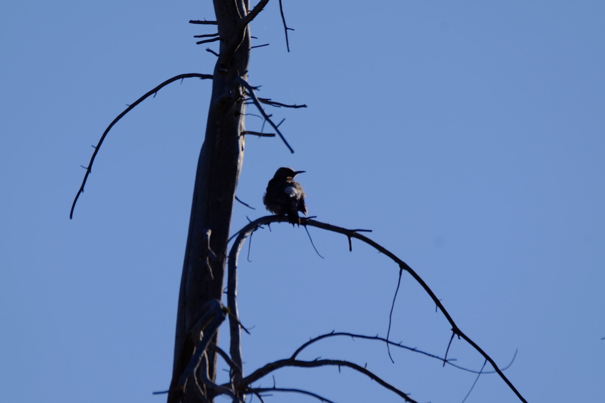 Northern Flicker - ML448971821