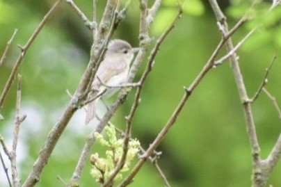 Warbling Vireo - ML448972711